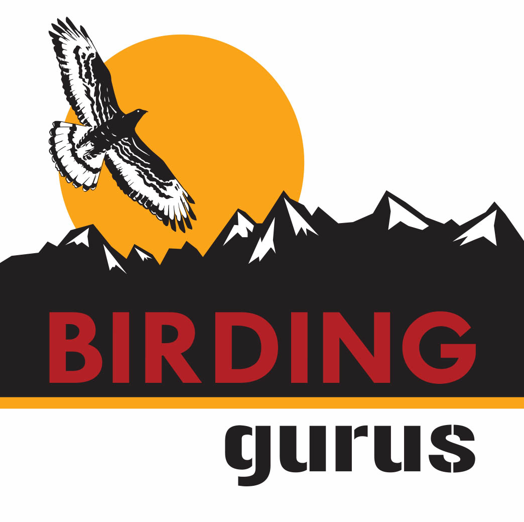 Birding gurus - logo square Birding gurus - logo square