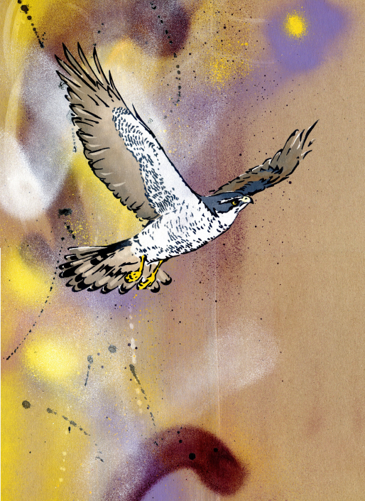 Goshawk in flight 2 on brown