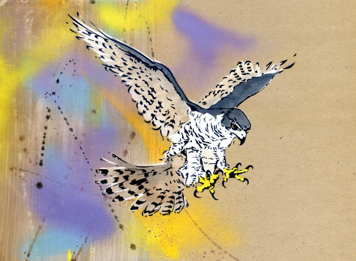 Goshawk in flight 3 on brown