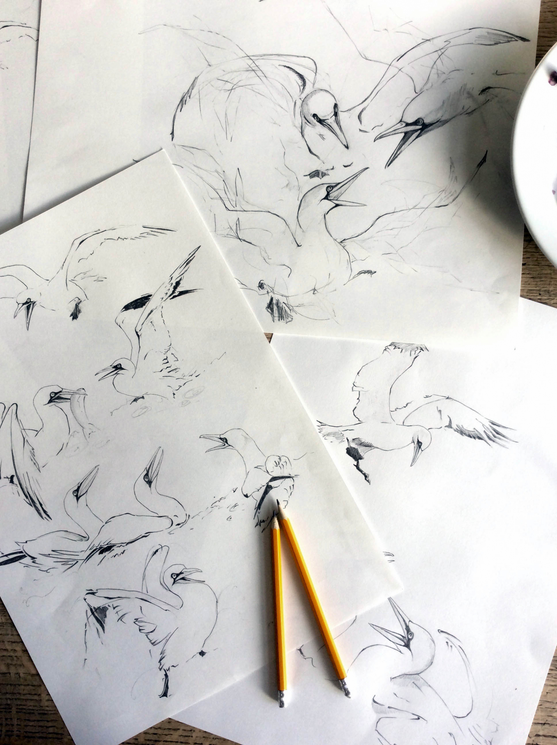 gannet drawings