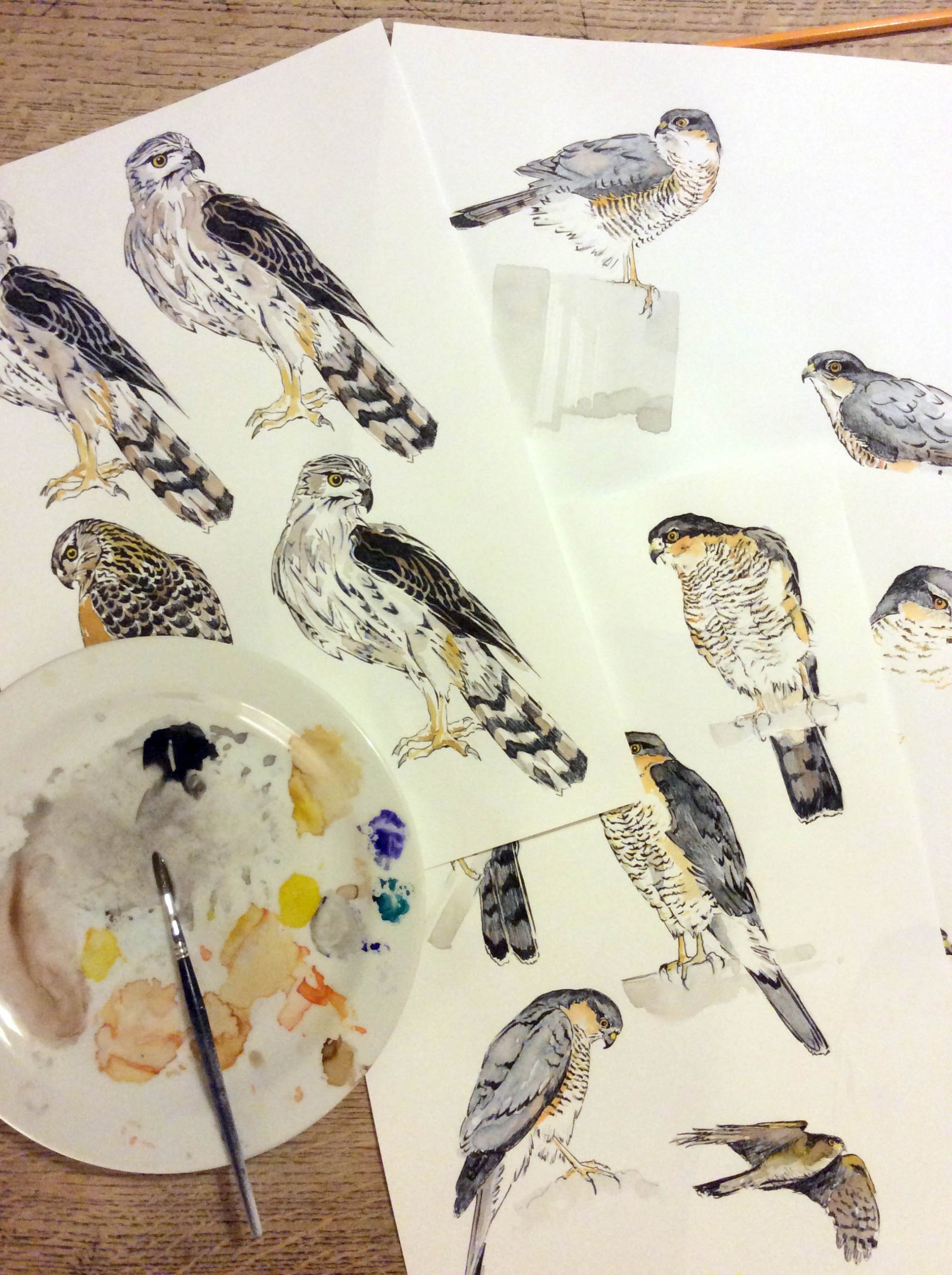 raptor drawings