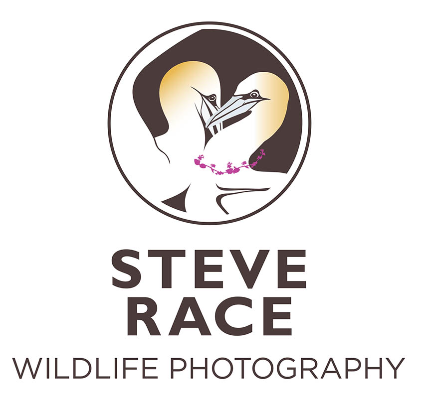 Steve Race Wildlife phototpgraphy FINAL logo 2